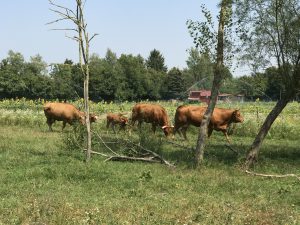 Feierwerk_Blog_Funkstation_Amperhof_Rinderweide