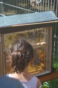 Feierwerk_Blog_Südpolstation_Schlaumeierei_Bienen_2