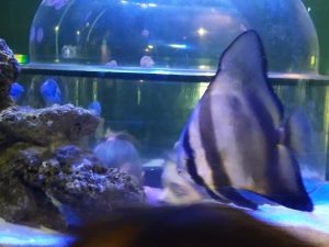 Feierwerk_Blog_Kinder_und_Familie_Dschungelapalst_Weihnachtsferienausflüge_Sealife_2