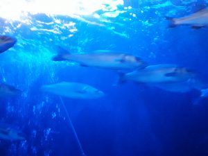 Feierwerk_Blog_Kinder_und_Familie_Dschungelapalst_Weihnachtsferienausflüge_Sealife_3