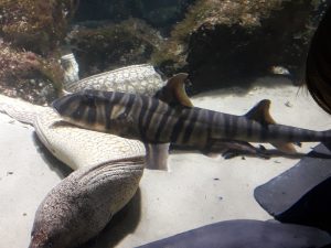 Feierwerk_Blog_Kinder_und_Familie_Dschungelapalst_Weihnachtsferienausflüge_Tigerhai