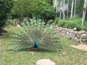 Feierwerk_Blog_Familie_Dschungelpalast_Pfingstferienausflüge_Tierpark_Hellabrunn (15)