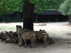 Feierwerk_Blog_Familie_Dschungelpalast_Pfingstferienausflüge_Tierpark_Hellabrunn (2)