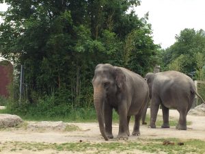 Feierwerk_Blog_Familie_Dschungelpalast_Pfingstferienausflüge_Tierpark_Hellabrunn (4)