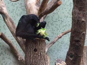 Feierwerk_Blog_Familie_Dschungelpalast_Pfingstferienausflüge_Tierpark_Hellabrunn (5)