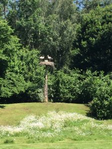 Feierwerk_Blog_Familie_Dschungelpalast_Pfingstferienausflüge_Wildpark_Poing (2)