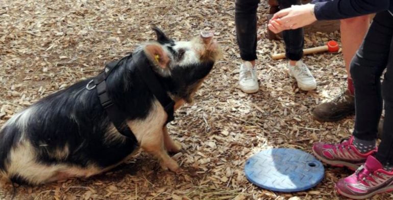 20190619_Kunekune-Schweine Reportage_Tierpark_Hellabrunn_Radio_Feierwerk_München_Blog_credit_Lorenz_Amesbichler